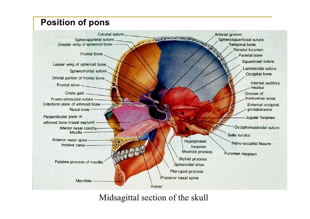 Midsagittal Skull Bone Diagram Reading Industrial Wiring